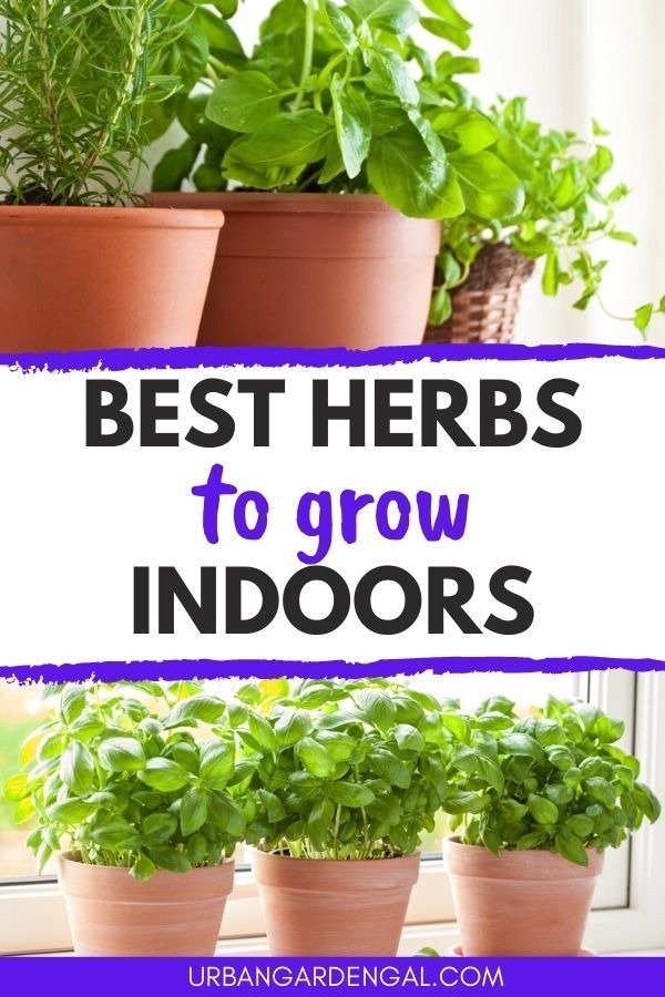 four potted plants with the words best herbs to grow indoors