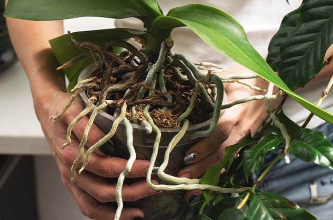 a person holding a potted plant with roots on it's sides and hands