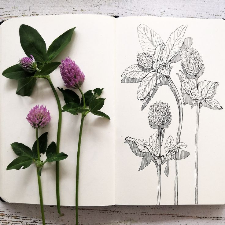 an open book with flowers and leaves on it next to a pencil drawing of a flower