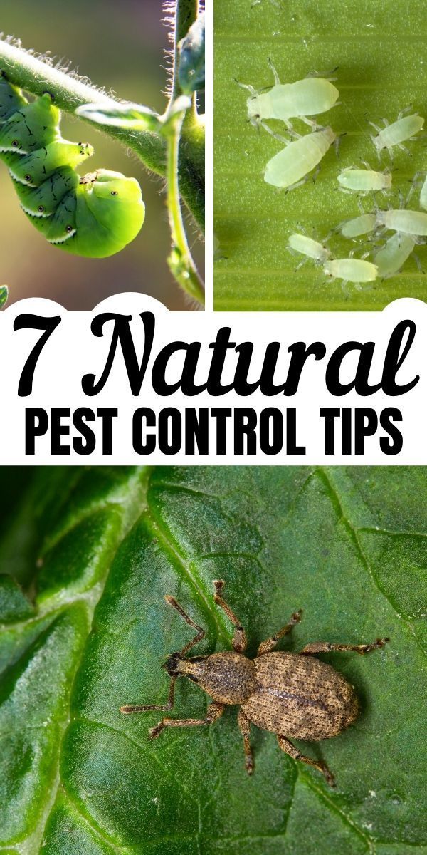 the 7 natural pest control tips you need to know about in your yard or garden