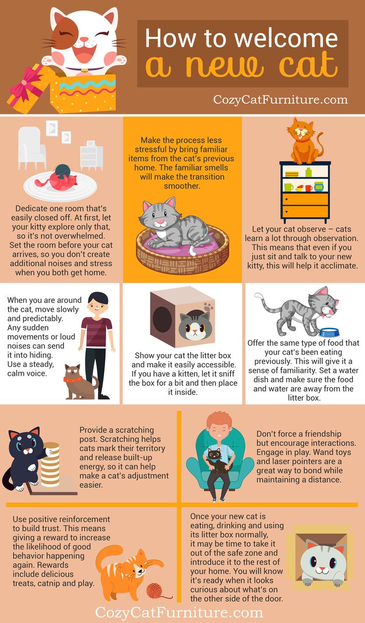 an info sheet describing how to welcome a new cat