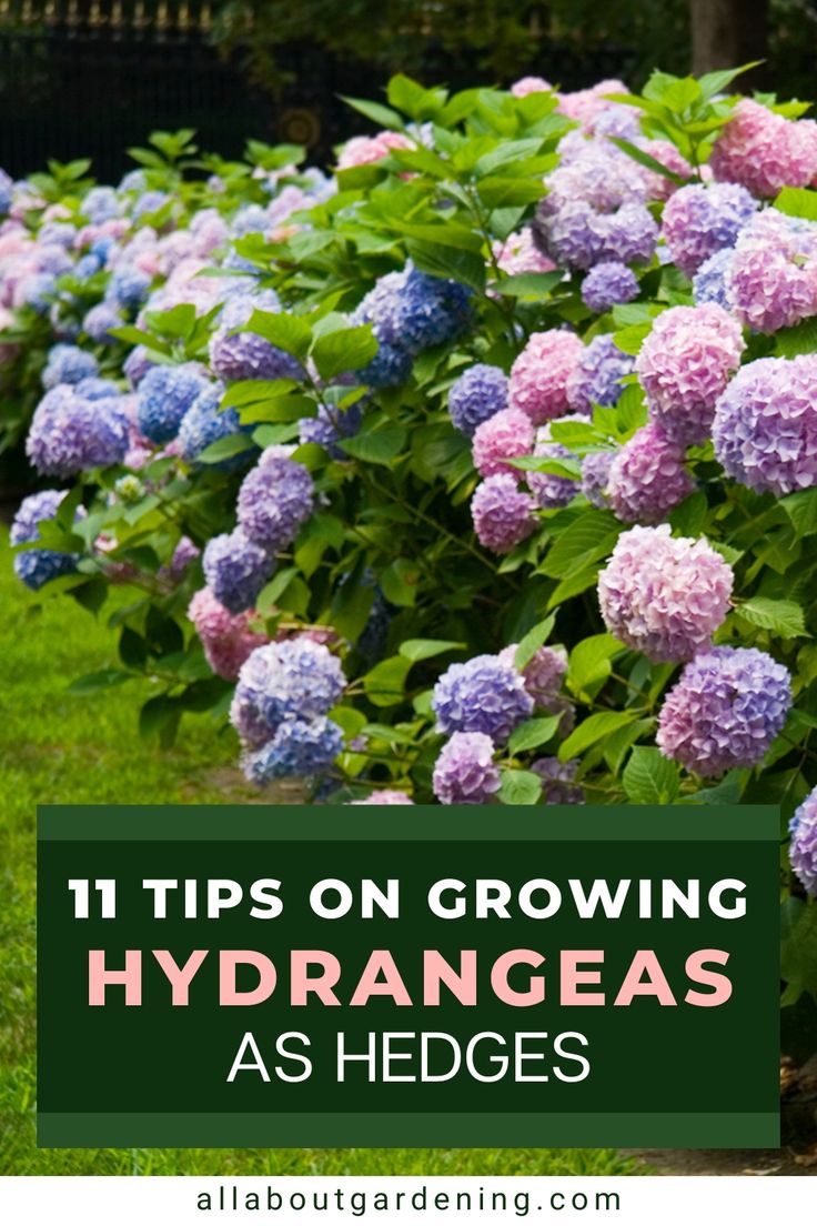 purple and blue hydrangeas in the garden with text overlay that reads 11 tips on growing hydrangeas as hedges