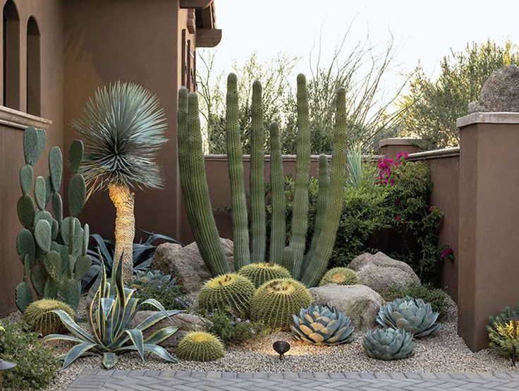 a cactus garden with many different types of cacti