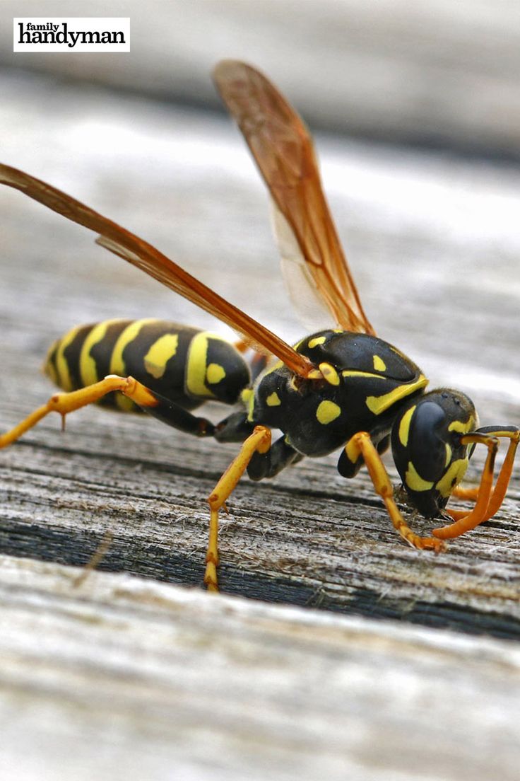 two large yellow and black bugs sitting on top of a wooden table next to each other