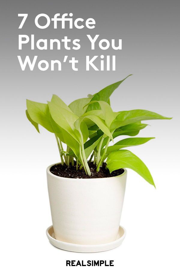 a potted plant with the words 7 office plants you won't kill