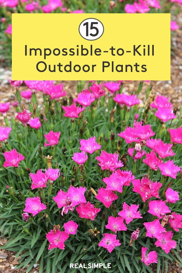 pink flowers with text overlaying the top that says, impossible to kill outdoor plants