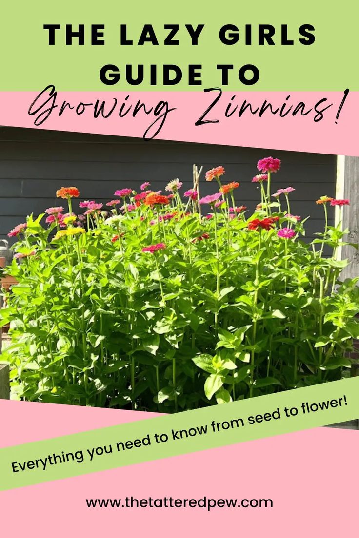 Planting Seeds, Diy, Summer, Planting Flowers, Compost, Growing Zinnias From Seed, Growing Seeds, Planting Flower Seeds, Planting Flowers From Seeds