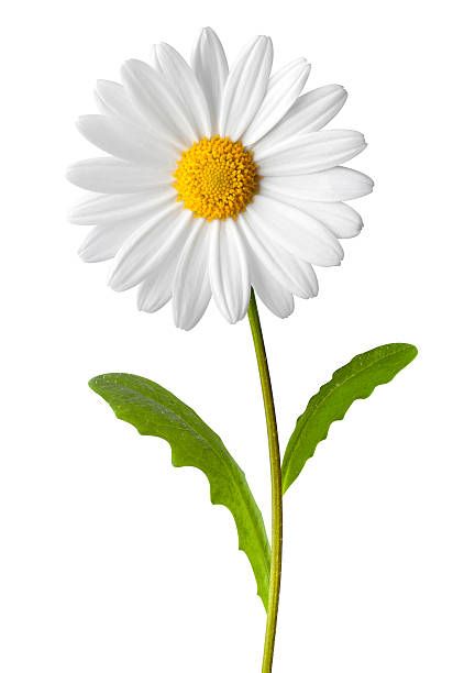 a single white daisy with green leaves on a white background in front of the camera