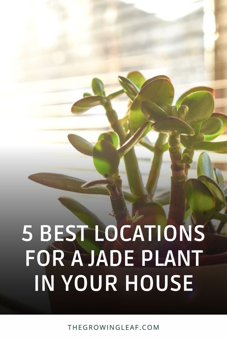 a potted plant with the words 5 best locations for a jade plant in your house