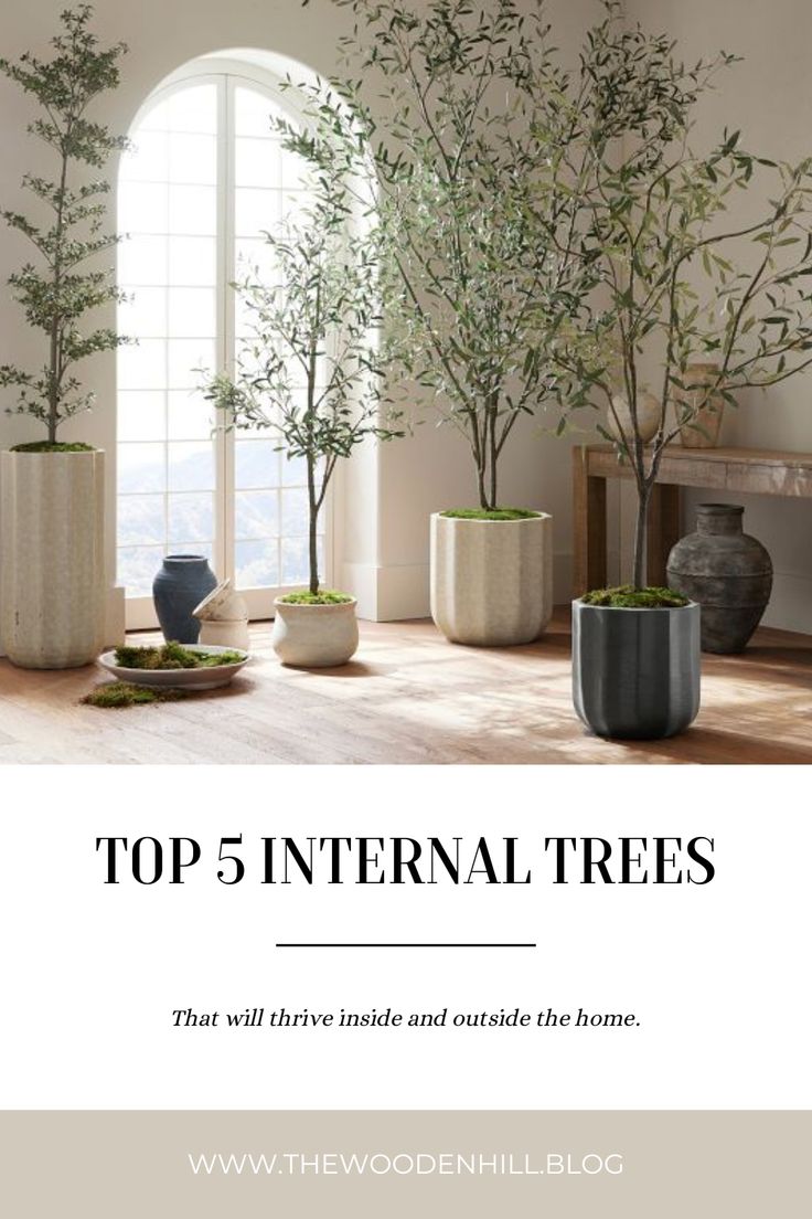 the top 5 international trees that will survive inside and outside the home