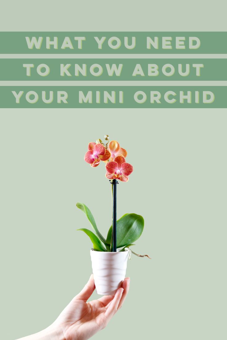 a hand holding a small potted plant with flowers in it and the words, what you need to know about your mini orchid