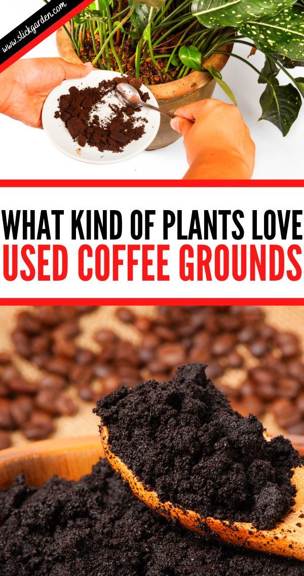 what kind of plants love used coffee grounds