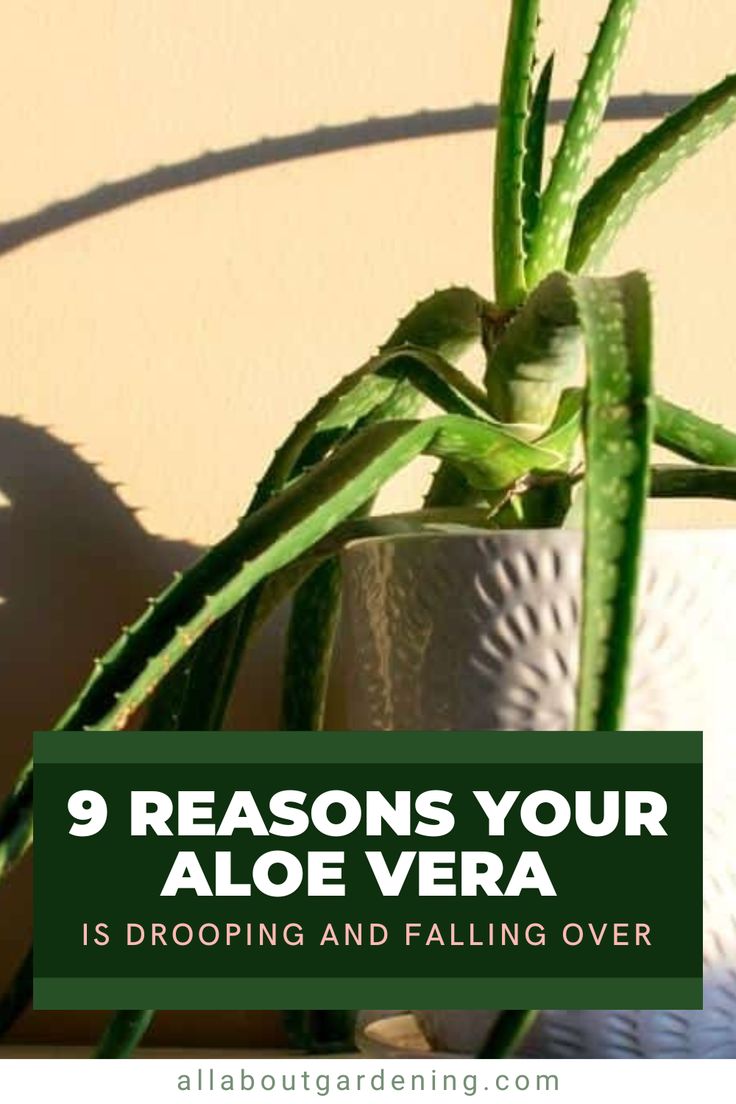 a potted plant with the words 9 reasons your aloe vera is dropping and falling over