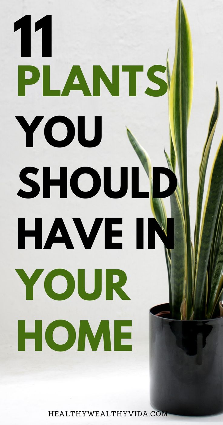 a houseplant in a black pot with the words 11 plants you should have in your home