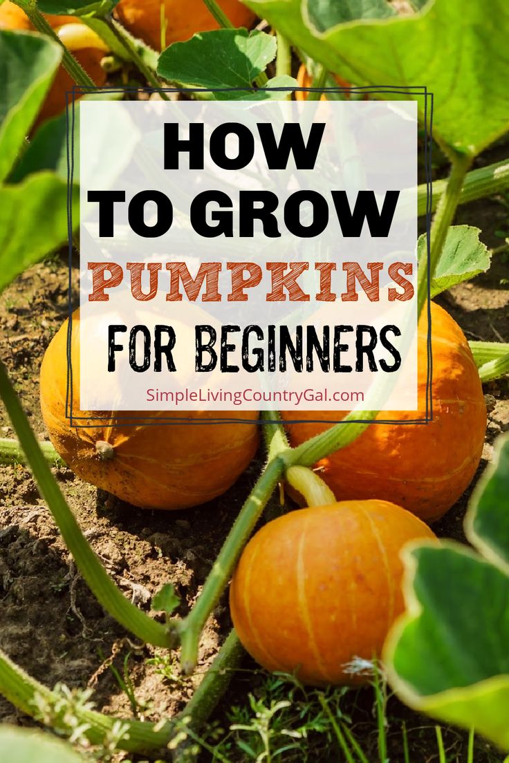 pumpkins growing in the ground with text overlay how to grow pumpkins for beginners