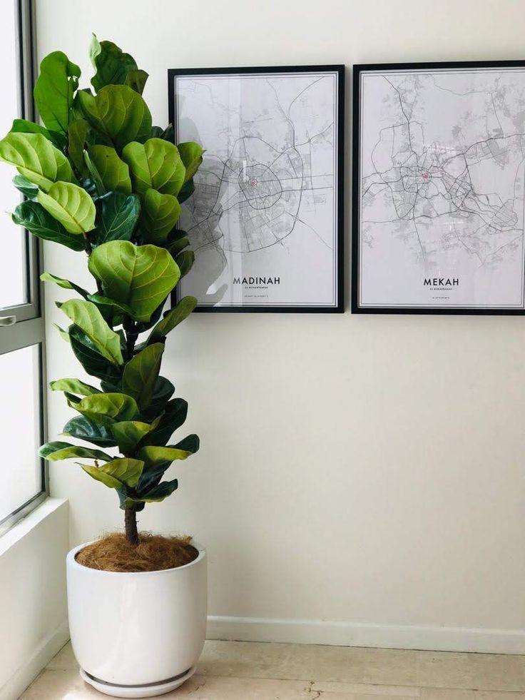 a potted plant in front of two framed maps