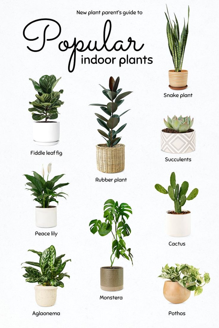 an illustrated guide to popular indoor plants