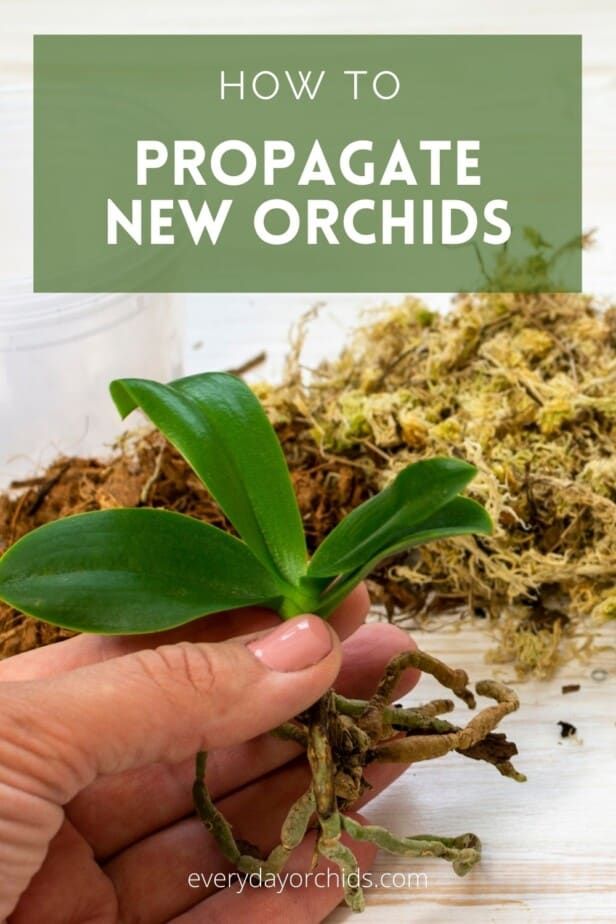 how to propagate new orchids in the garden with text overlay that reads, how to propagate new orchids