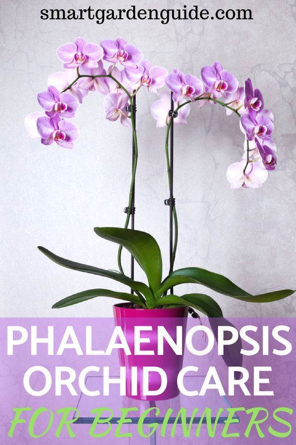 purple orchids in a pink vase with text overlay that reads, phalaenoopis orchid care for beginners