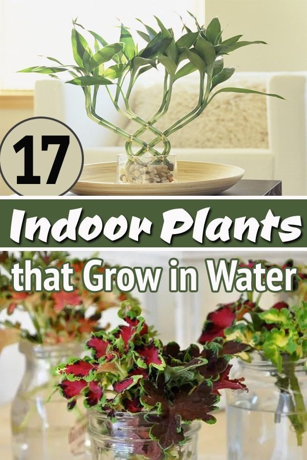 indoor plants that grow in vases on a table with text overlay reading 17 indoor plants that grow in water