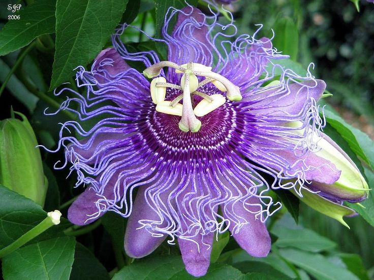 a purple flower with white stamens in the center and green leaves around it