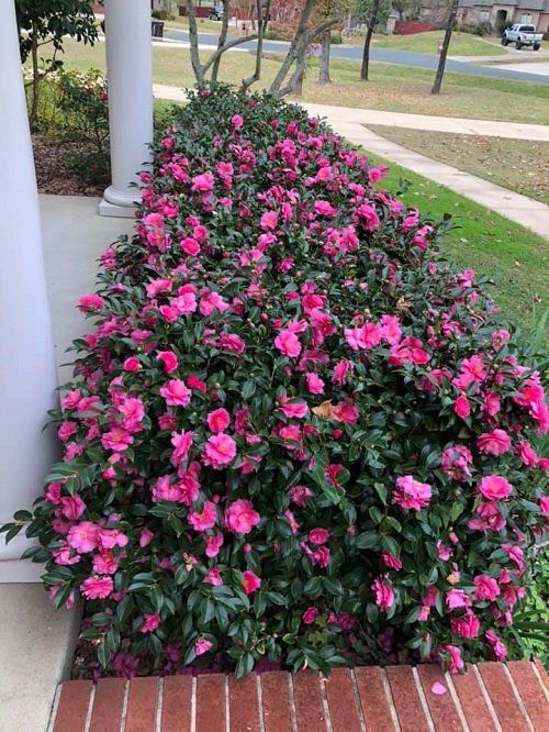 pink flowers are blooming on the side of a building in front of a white pillar