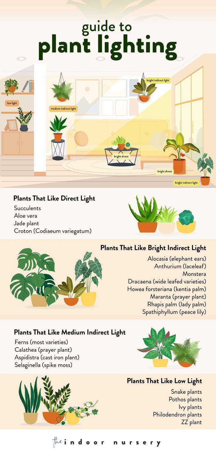 an illustrated guide to houseplants and their uses info sheet on how to care for them