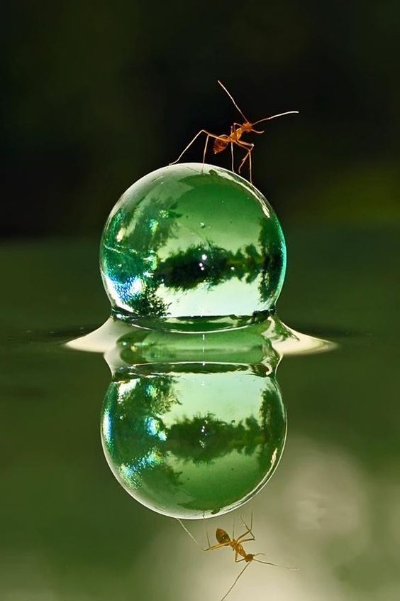 an ant standing on top of a green ball in the middle of water with its reflection