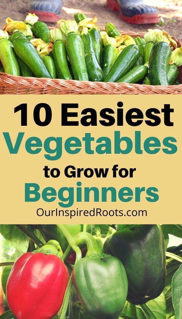 vegetables in baskets with the title 10 easyest vegetables to grow for beginners
