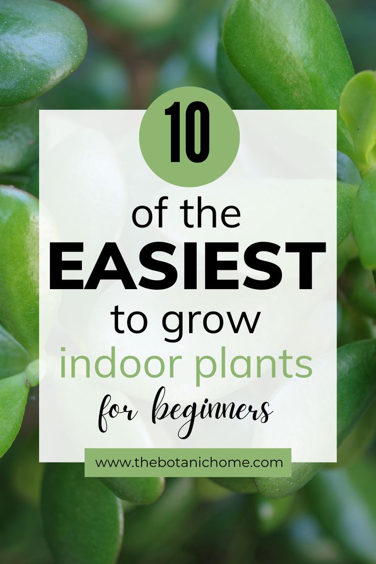 some green plants with the words 10 of the best to grow indoor plants for beginners