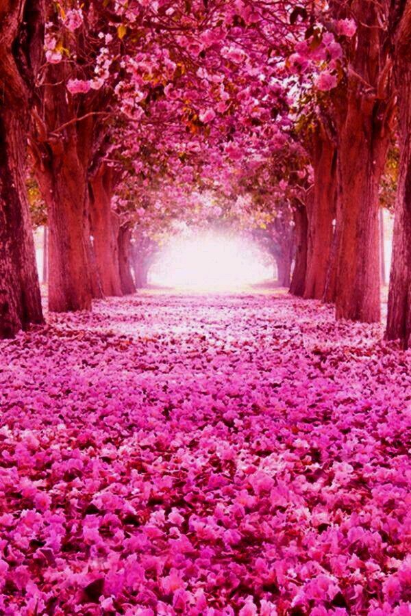 the ground is covered in pink flowers and trees with bright light coming through them,
