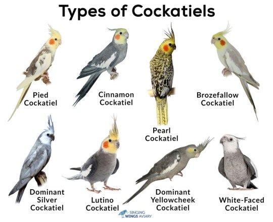 different types of cockatiels are shown in this graphic above the image is an illustration