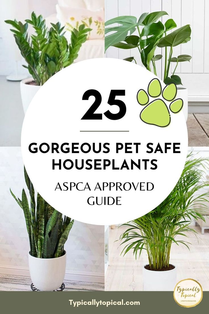 the 25 gorgeous pet safe houseplants that are also available for pets to use