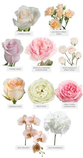 the different types of flowers are shown in this image, including roses and carnations