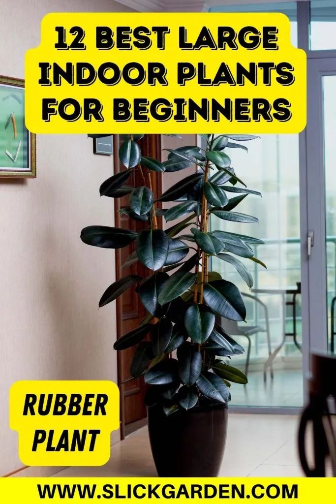 a large potted plant with the words 12 best large indoor plants for beginners