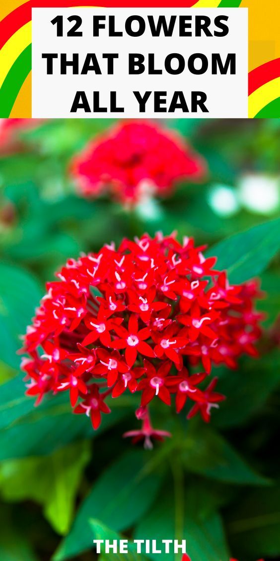 flowers that bloom all year with the title overlaying it in red and green