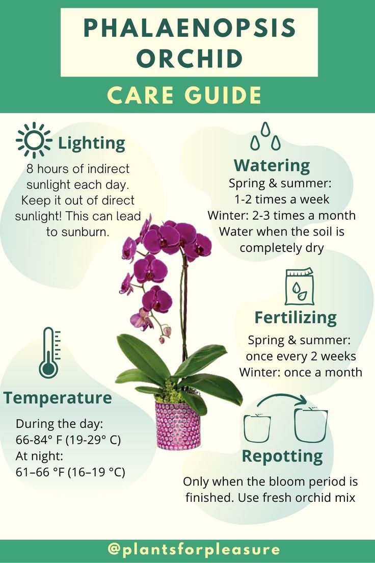 the phalenopsis orchid care guide is shown in this graphic above it's description