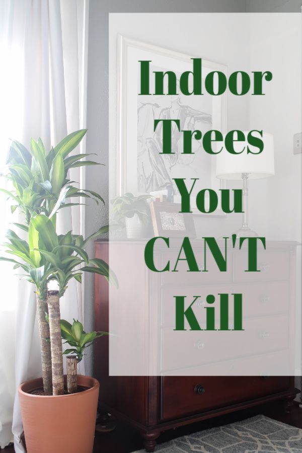 indoor trees you can't kill