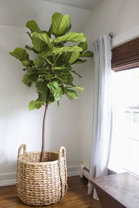 a large potted plant in a wicker basket sitting on the floor next to a window