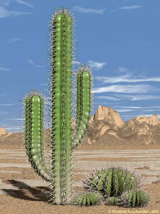 a large green cactus standing in the middle of a desert
