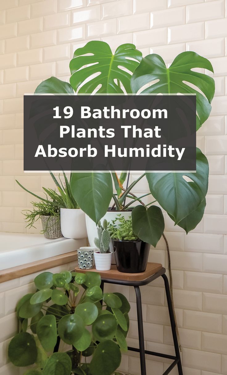 bathroom plants that absorb humidify the air