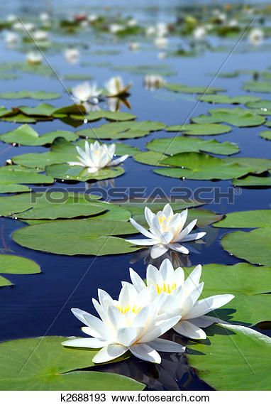 two white water lilies floating on top of lily pads