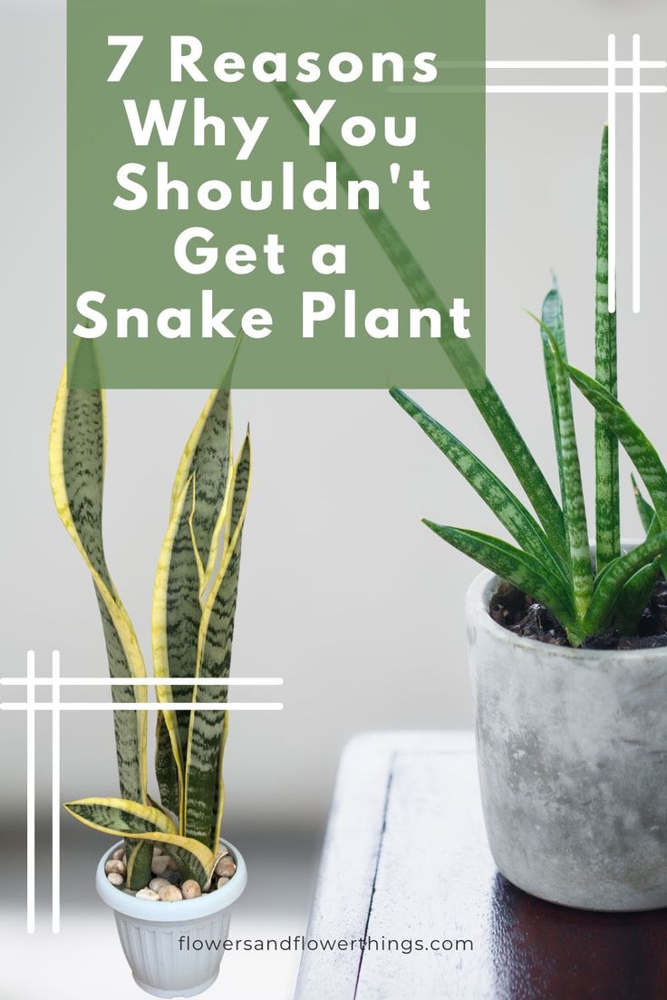 two potted plants with the words 7 reasons why you shouldn't get a snake plant