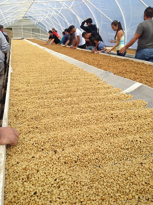 people are looking at beans in a large glasshouse that is filled with lots of grain