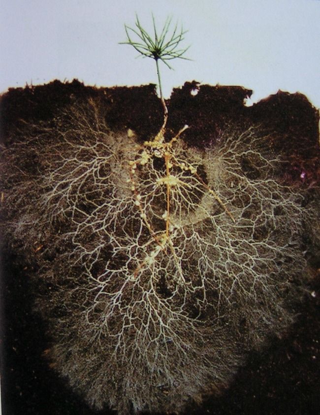 a plant with roots on top of it
