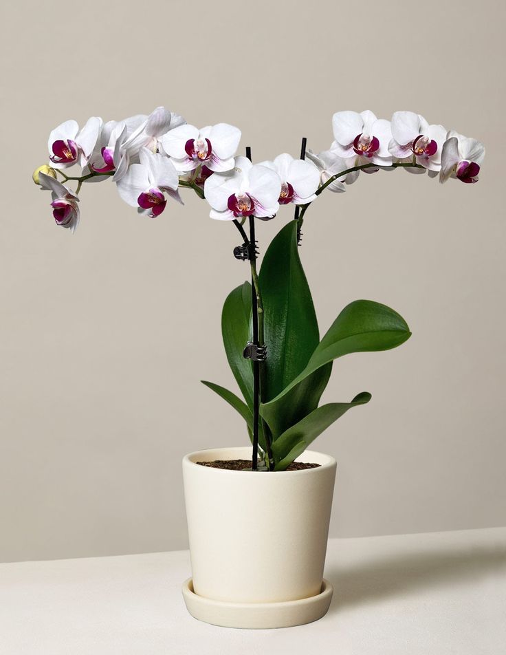 an orchid plant in a pot on a table