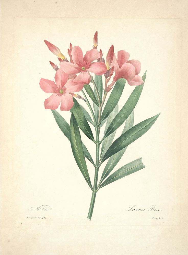 an illustration of pink flowers with green leaves on a white background, from the natural history of plants