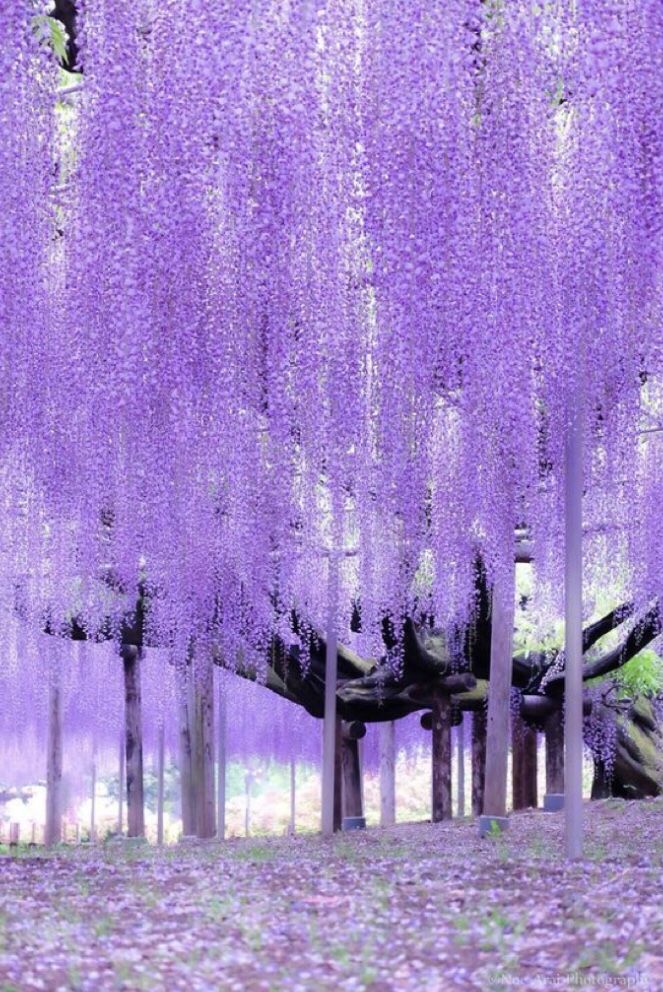 the trees are covered in purple flowers