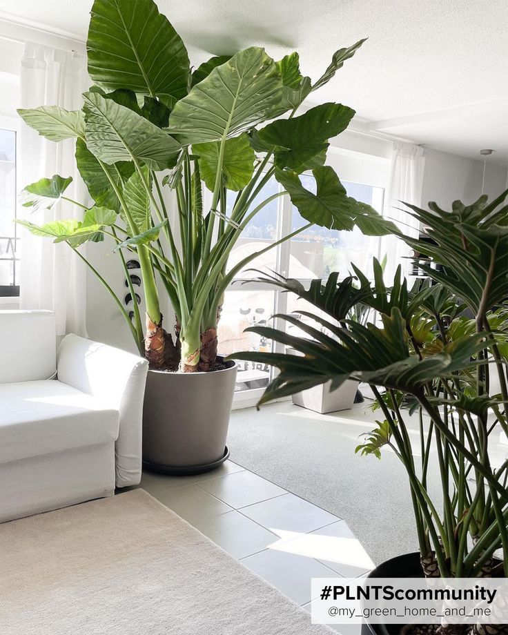 10+ Huge houseplants that make a statement Indore, Interior, Garten, Interieur, Interior Plants, Interior Design Plants, Riverside, Interior Plants Decoration, Deko
