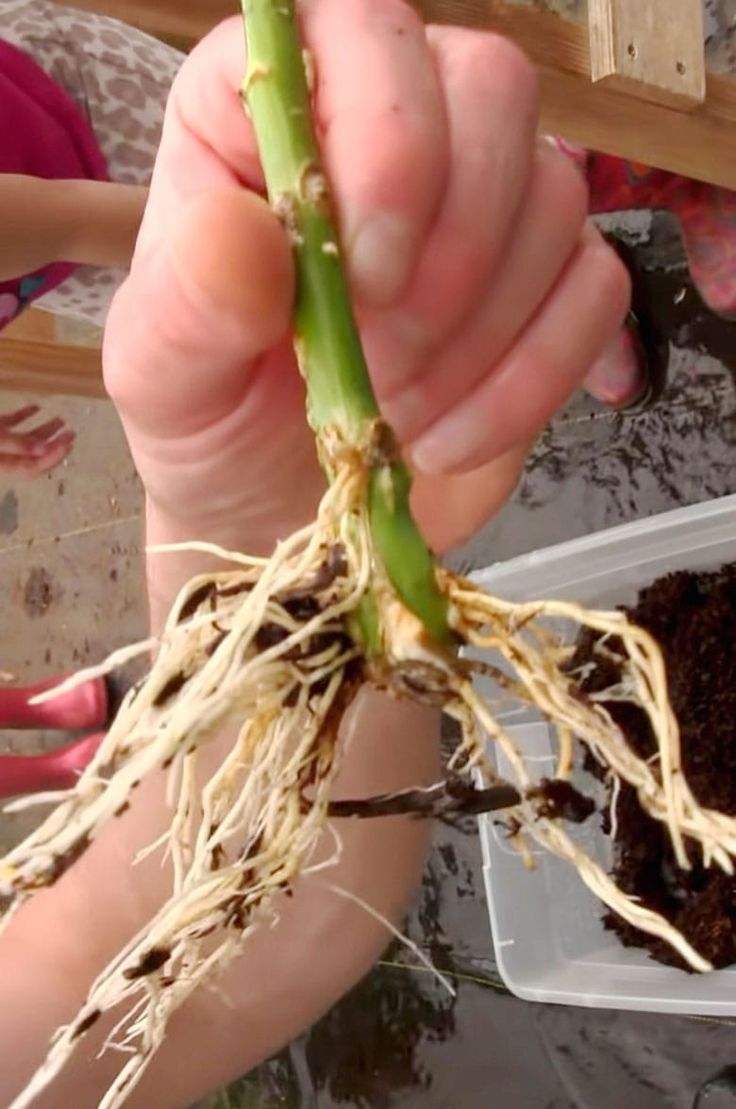 a person holding up a plant with roots in it's hands while another person holds out their hand